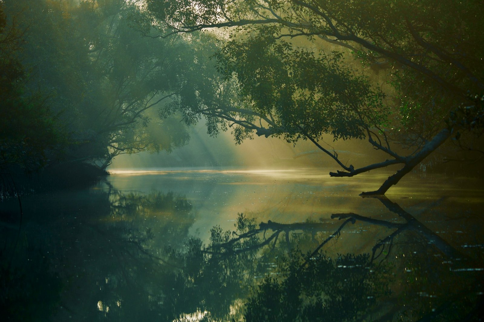 Sundarbans mangrove forest landscape with tidal waterways
